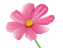 コスモス
