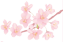 桜２